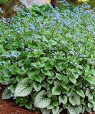 Brunnera macrophylla sterling silver giant heart-shaped leaves in green and silver with blue flowers on airy stems.