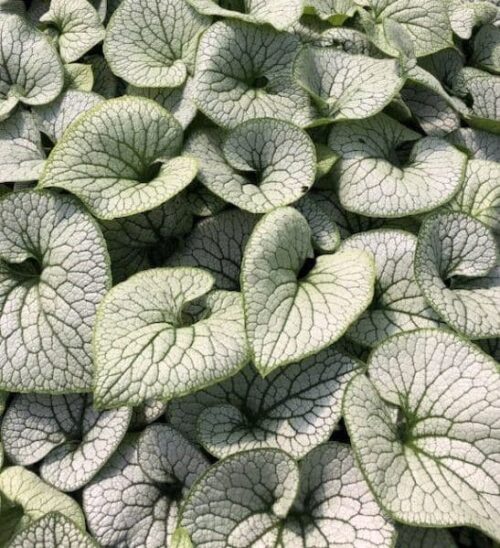 Brunnera macrophylla sterling silver | Siberian bugloss foliage Brunnera macrophylla sterling silver heart-shaped green and silver leaves.