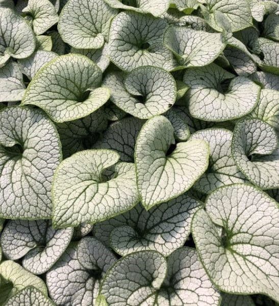 Brunnera macrophylla sterling silver heart-shaped green and silver leaves.