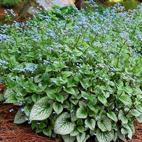 Brunnera macrophylla sterling silver giant heart-shaped leaves in green and silver with blue flowers on airy stems.