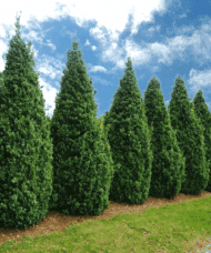 Upright boxwood hedge against a blue sky.