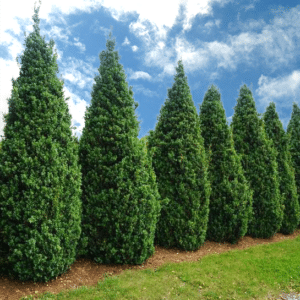 buxus sempervirens arctic emerald upright boxwood 300x300 - Order Plants Now