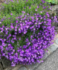 Campanula portenschlagiana birch hybrid low mounding in purple, draped over a low wall