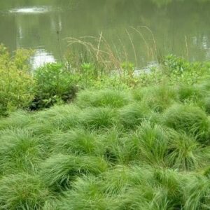 Pennsylvania sedge border a stone staircase outdoors.
