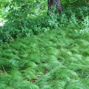 Pennsylvania sedge swath of medium length ornamental grass