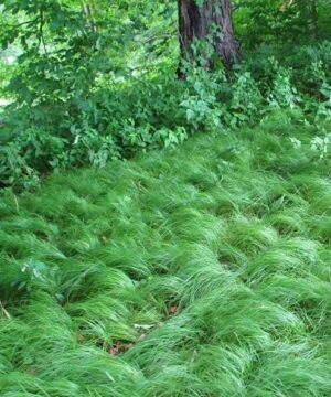 Pennsylvania sedge swath of medium length ornamental grass
