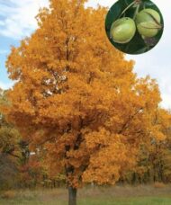 Bitternut Hickory tree with fall yellow leaves.