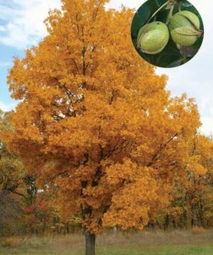 Bitternut Hickory tree with fall yellow leaves.