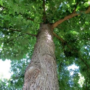 Bitternut hickory canopy and mature grey trunk bark.