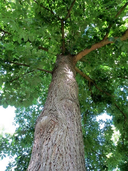 Bitternut hickory canopy and mature grey trunk bark.