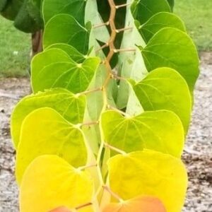 American redbud tree heart-shaped leaves.