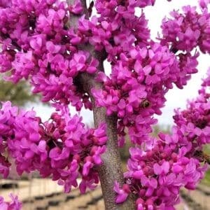 Eastern redbud  pink blossoms covering close up of branches.