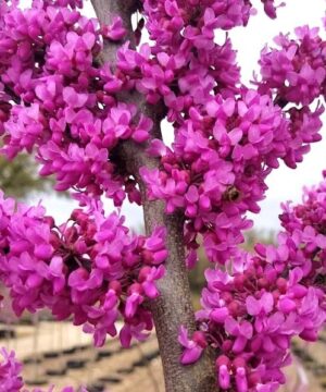Eastern redbud  pink blossoms covering close up of branches.