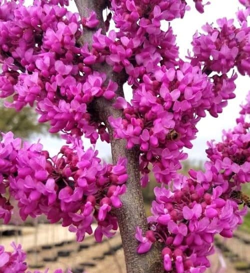 Eastern redbud  pink blossoms covering close up of branches.