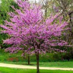 Eastern redbud tree covered in pink blossoms.