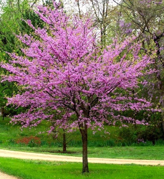 Eastern redbud tree covered in pink blossoms.