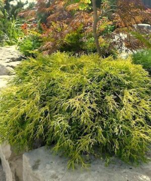 Sungold False Cypress shrub