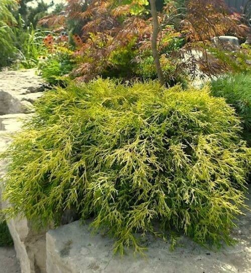 Sungold False Cypress shrub