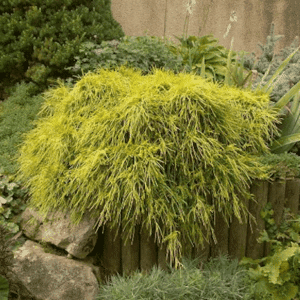 with yellow and green evergreen foliage.