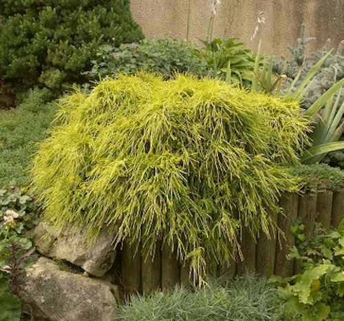 with yellow and green evergreen foliage.