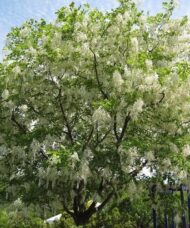 American yellowwood tree with a bright canopy of white trialing blooms.