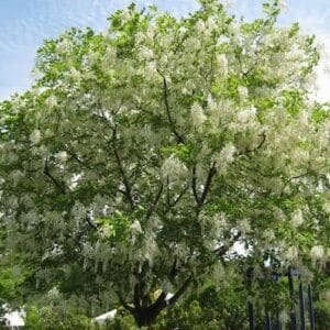 American yellowwood tree with a bright canopy of white trialing blooms.