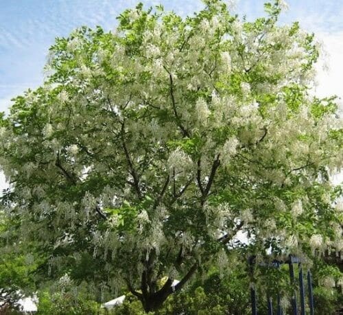 American yellowwood tree with a bright canopy of white trialing blooms.