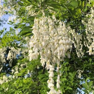 American yellowwood flowers trailing.