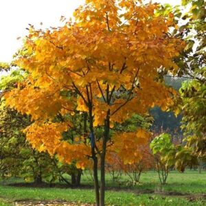 Kentucky yellowwood tree with bright yellow fall foliage.
