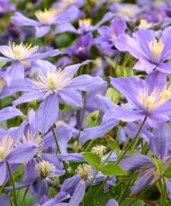 Clematis arabella rosy blue blooms massed on the vine.