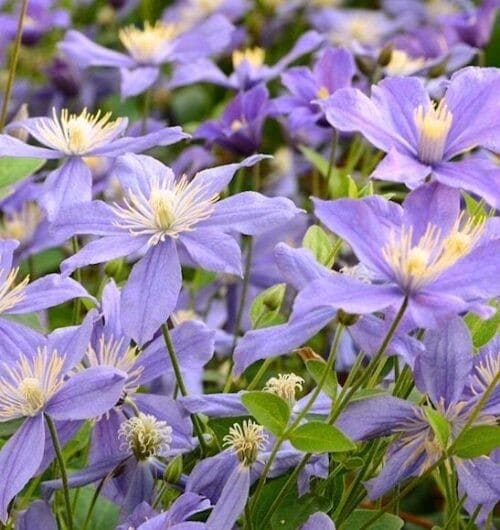 Clematis arabella rosy blue blooms massed on the vine.