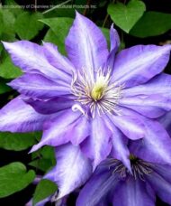 Clematis Daniel Deronda large