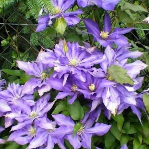two-tone purple bloom.