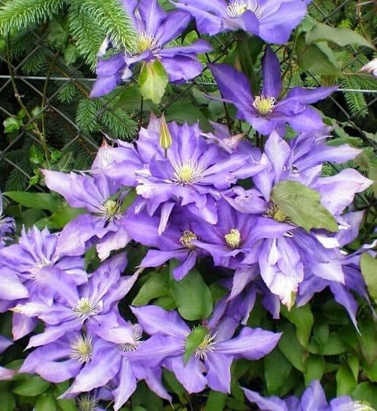two-tone purple bloom.
