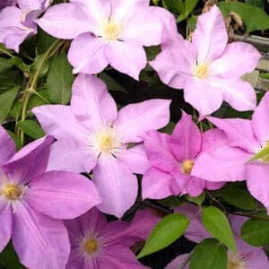 Single Pink Clematis pink flowers on the vine.