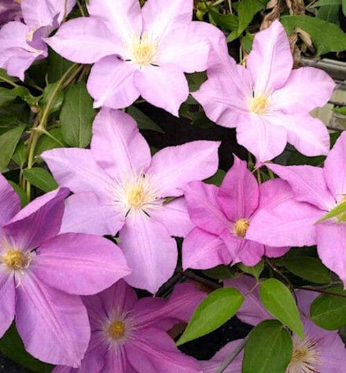 Single Pink Clematis pink flowers on the vine.