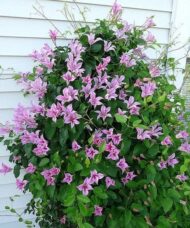 Clematis duchess of albany pink tulip-shaped flowers on the vine.
