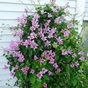 Clematis duchess of albany pink tulip-shaped flowers on the vine.