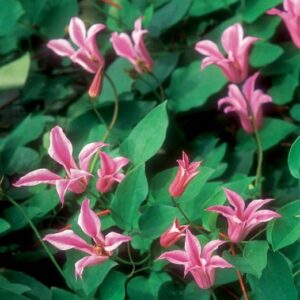Clematis duchess of albany pink tulip-shaped flowers.