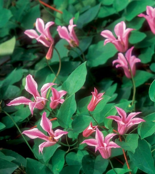Clematis duchess of albany pink tulip-shaped flowers.