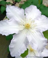 Single white clematis bloom.