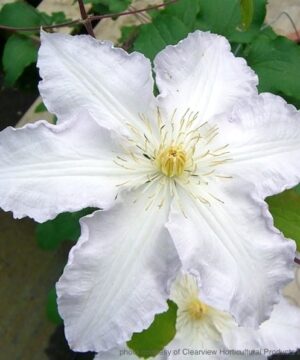 Single white clematis bloom.