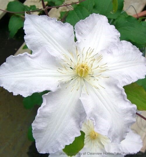 Single white clematis bloom.