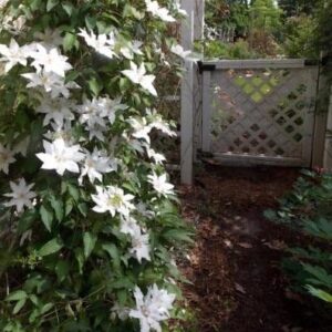 Single white clematis vine on a trellis in a side yard