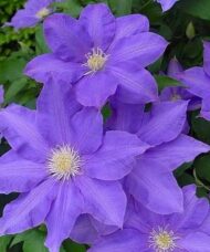 Clematis H.F. Young purple blue flowers with creamy white stamens in full bloom.