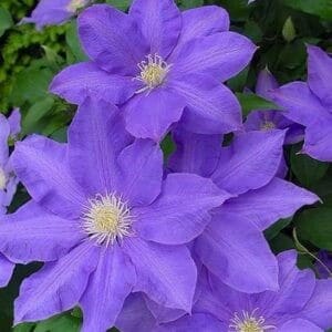 Clematis H.F. Young purple blue flowers with creamy white stamens in full bloom.