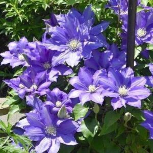 Clematis H.F. Young blooms on the vine.