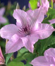 Clematis hagley hybrid pink bloom.