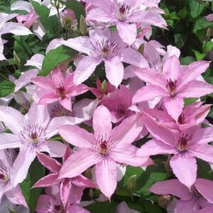 Clematis hagley hybrid pink blooms on the vine.