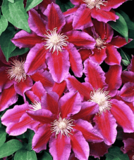 Red and pink clematis velvety blooms on the vine.